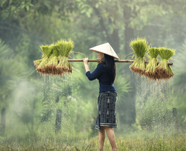 Agriculture Farming